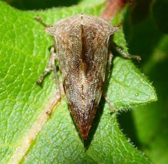 Telamonini