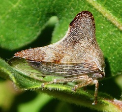 Telamonini