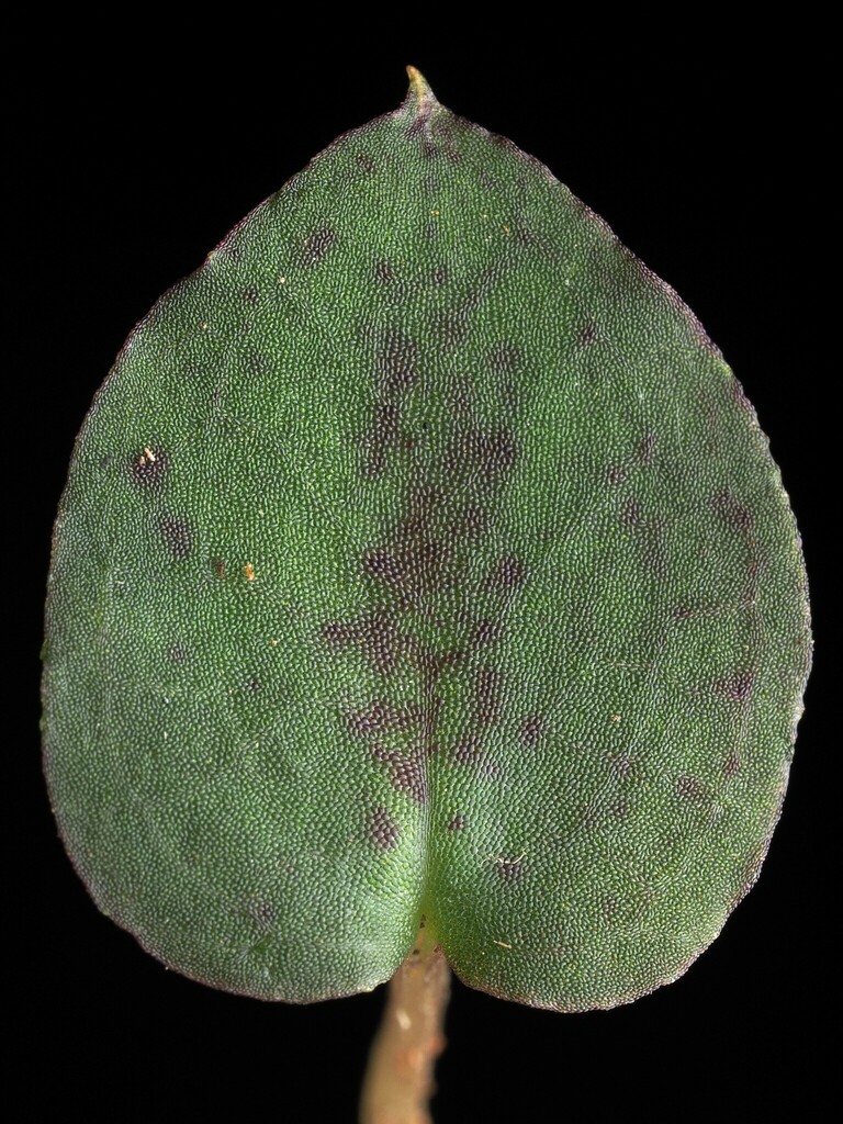 Corybas oblongus