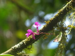 Comparettia