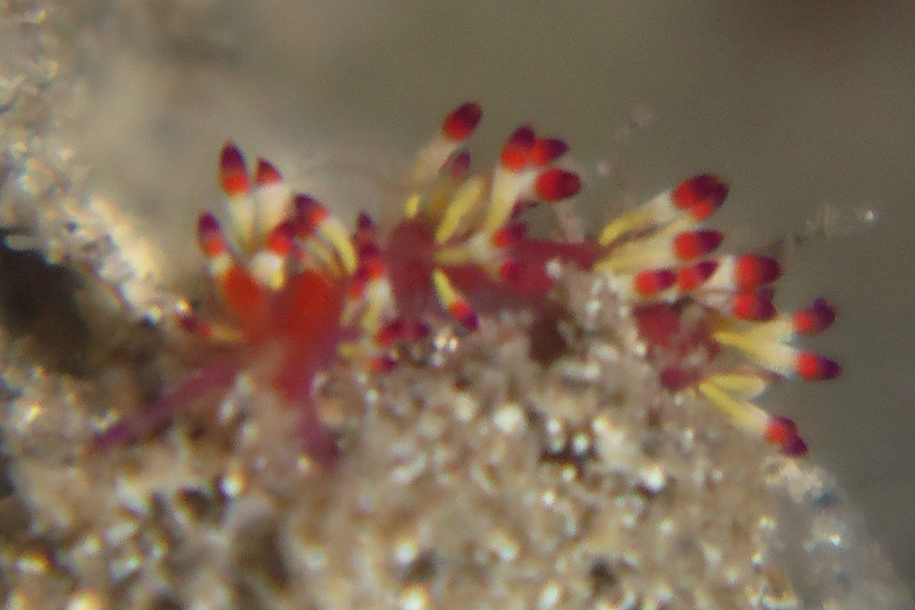 Coryphellina delicata
