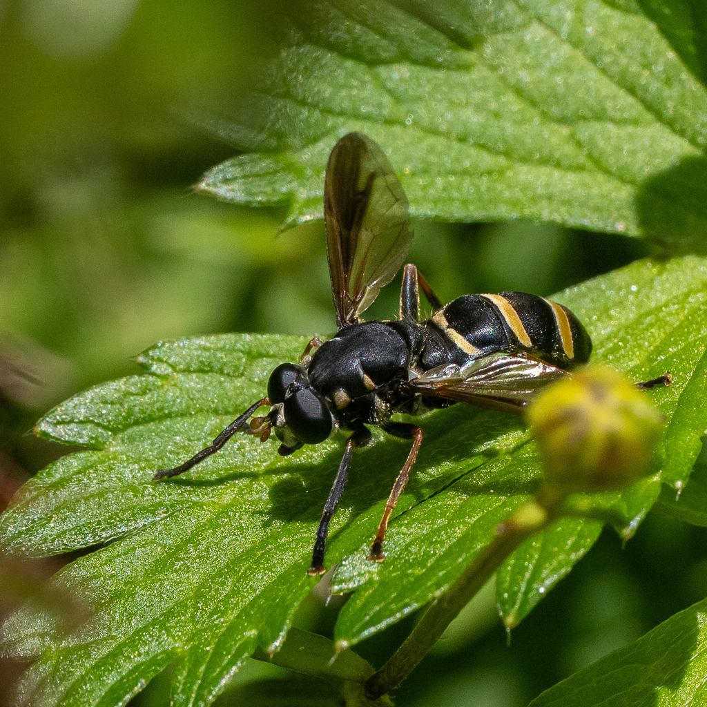 Temnostoma angustistriatum