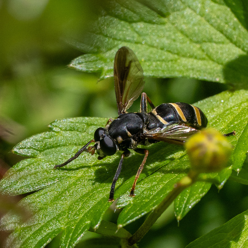 smal treblomsterfluge