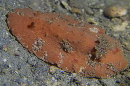 Sclerodoris tuberculata