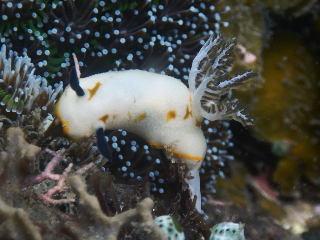 Vanilla Tentacled Dorid