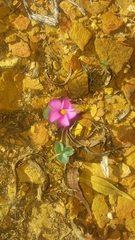 Oxalis eckloniana