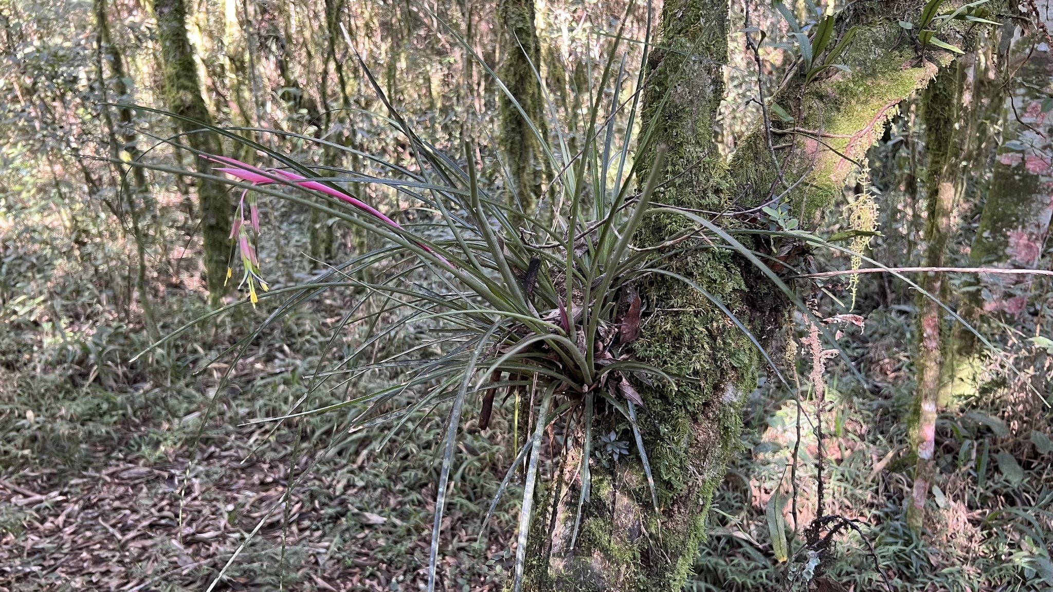 Imagem de Bromélia