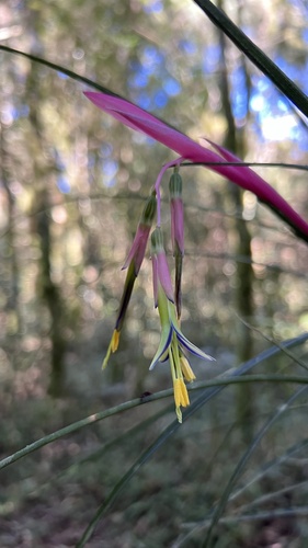 Foto de Bromélia