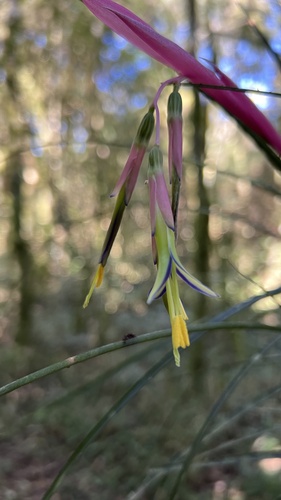 Foto de Bromélia