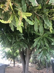 Pittosporum undulatum