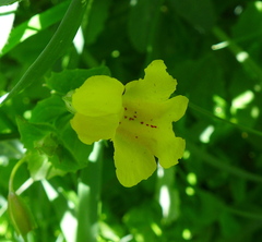 Erythranthe tilingii