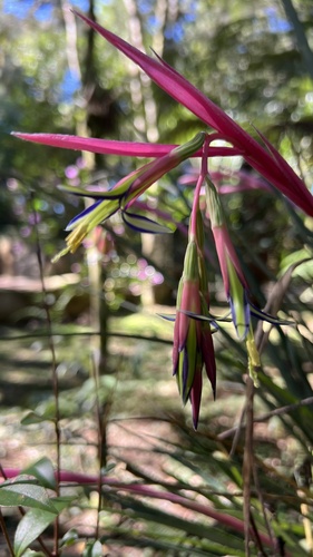 Foto de Bromélia