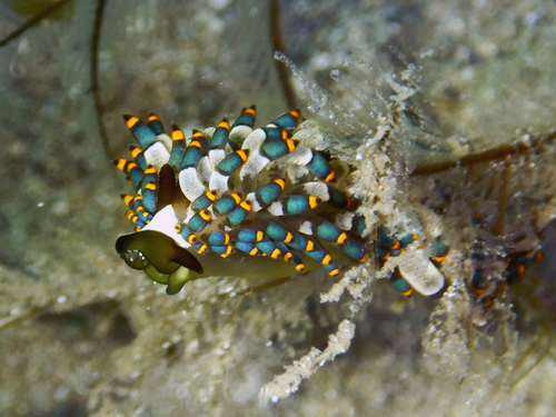 Tenellia puti
