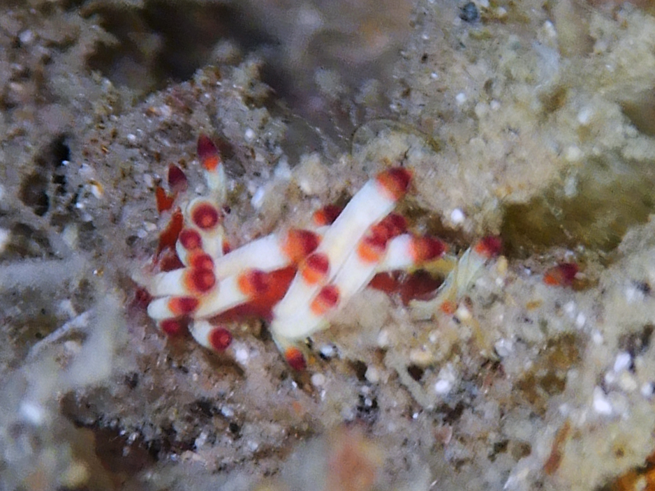 Coryphellina delicata