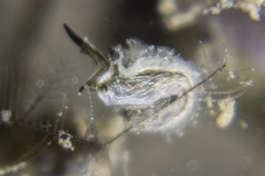 Lomanotus vermiformis