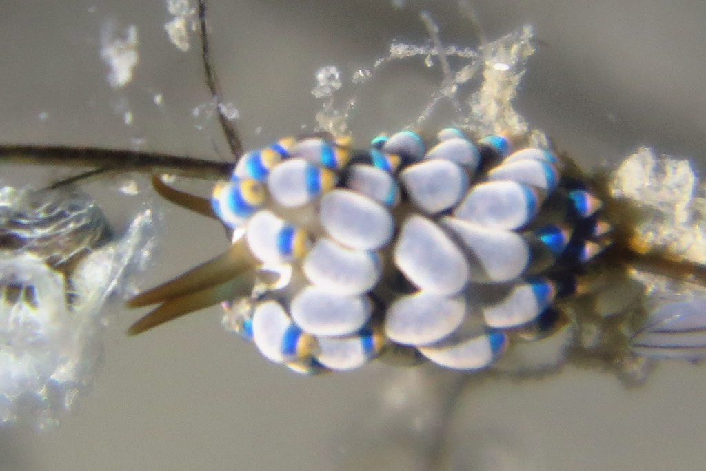 Tenellia puti
