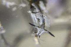 Lomanotus vermiformis