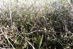 Muehlenbeckia axillaris × complexa