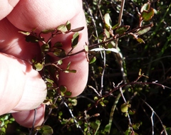 Muehlenbeckia axillaris × complexa