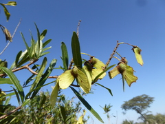 Acridocarpus natalitius linearifolius