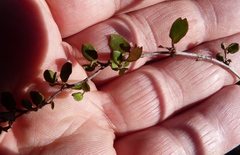 Muehlenbeckia axillaris × complexa