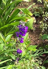 Delphinium ajacis