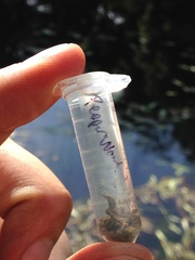 Naviculales