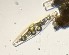 Naviculales