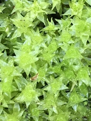 Diobelonella palustris