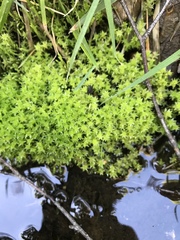 Diobelonella palustris
