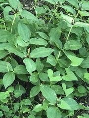 Trillium viridescens