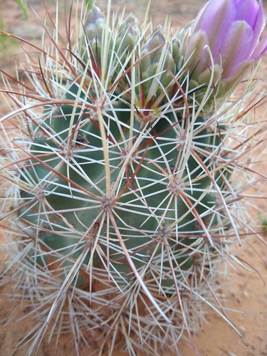 Smallflower Fishhook Cactus