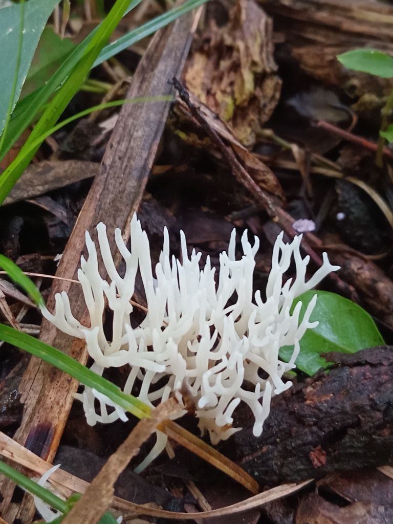 Ramariopsis kunzei · June 2024 · photo: © seba41 (iNaturalist, cc-by)