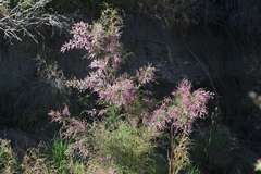 Tamarix parviflora