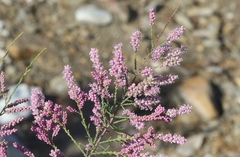 Tamarix parviflora