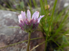 Afroaster perfoliatus