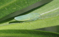 Gyponana angulata