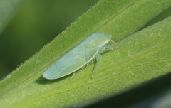 Gyponana angulata