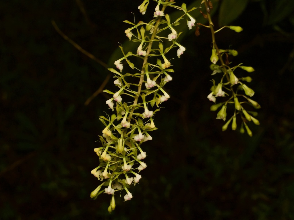 Epidendrum veroscriptum Hágsater 3