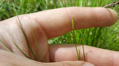 Carex leptalea harperi