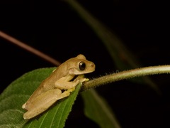 Copan Stream Frog photo 1