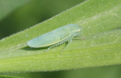 Gyponana angulata