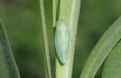 Gyponana angulata