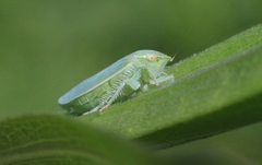 Gyponana angulata