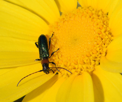 Cartallum ebulinum