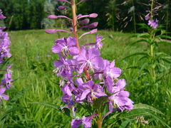 Chamaenerion angustifolium