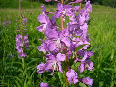 Chamaenerion angustifolium