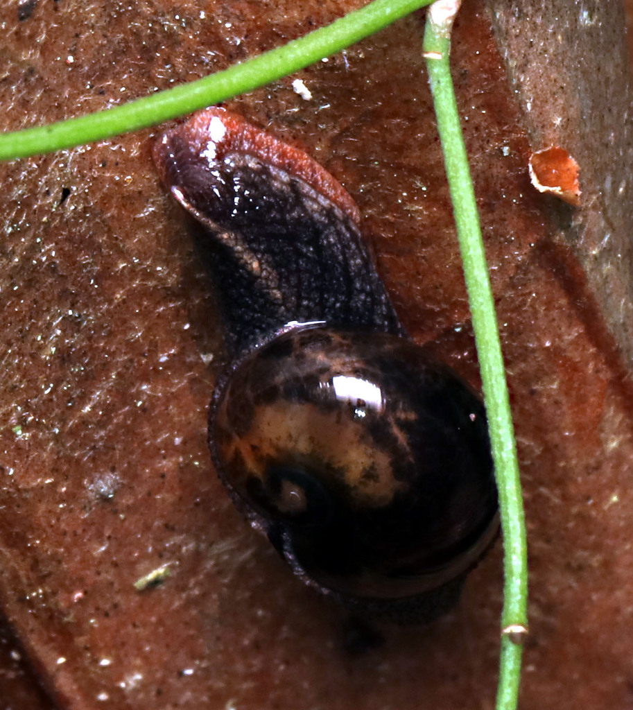 Crimson Foot Semi-slug in May 2024 by juliegraham173 · iNaturalist