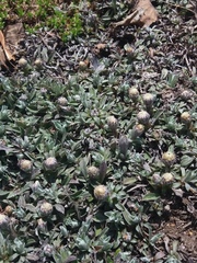 Antennaria dioiciformis