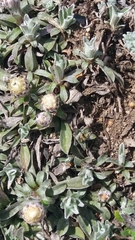 Antennaria dioiciformis